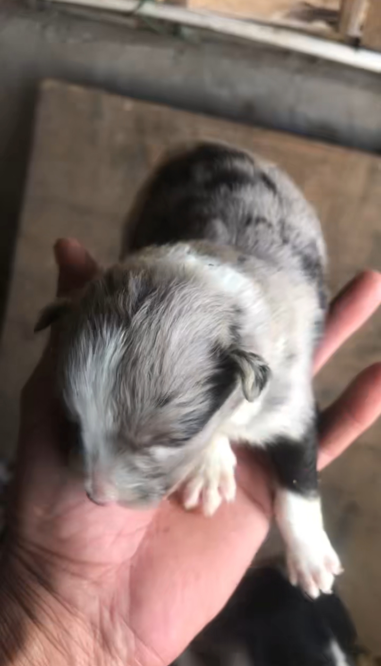 一共七只，毛色性别不同价格有些差距，具体私信